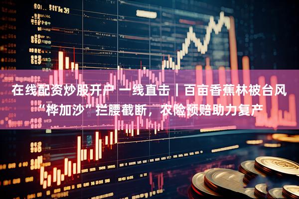 在线配资炒股开户 一线直击｜百亩香蕉林被台风“桦加沙”拦腰截断，农险预赔助力复产